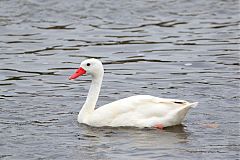 Coscoroba Swan